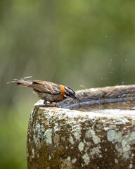 Pajarito copetón tomando agua de una fuente