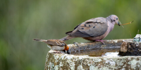 Pájaro copetón tomando agua de una fuente al lado de una paloma.