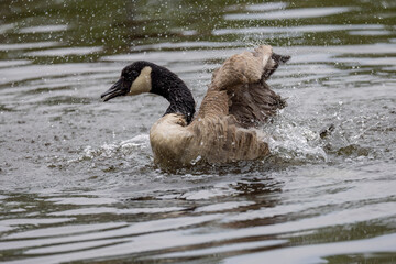 Bathing Canada geese on the lake