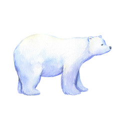 Adult polar bear. Watercolor hand drawn illustration isolated on white. North animal.