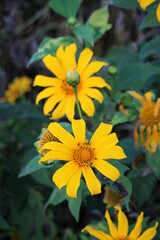 Blooming Tithonia diversifolia, commonly known as the tree marigold, Mexican tournesol, Mexican sunflower, Japanese sunflower or Nitobe chrysanthemum