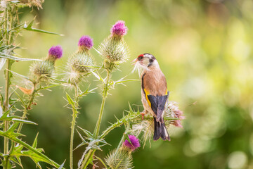 European goldfinch, feeding on the seeds of thistles. Carduelis carduelis.