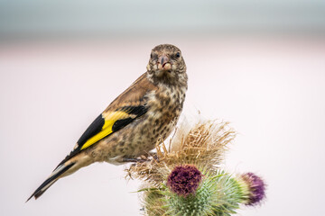 European goldfinch with juvenile plumage, feeding on the seeds of thistles. Carduelis carduelis.