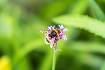 Bumble-bee sitting on Verbena purple flower in green garden