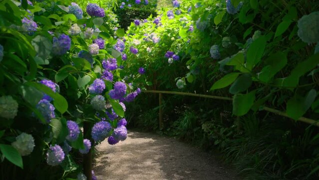 dreamlike garden in summer with Hortensia flowers in bloom, Japanese gardening in summer, walking along scenic path in park in early summer 
