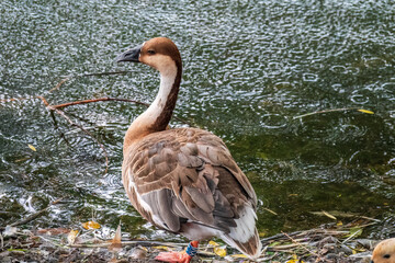 Swan Goose, Anser cygnoides,swiming in lake water