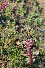 Close-up of Butterbur plant in bloom with flowers and blossoms. Petasites hybridus on summer