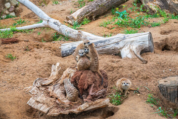 A group of cute meerkats. Meerkat Family are sunbathing.