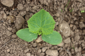 Small Cucumber plant growing in the vegetable garden on springtime. Cultivated Cucumis sativus plant