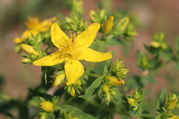 Close-up of St. John's wort yellow flowers. Hypericum perforatum plant  in bloom on summer