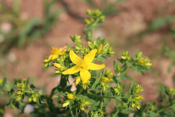 Close-up of St. John's wort yellow flowers. Hypericum perforatum plant  in bloom on summer - obrazy, fototapety, plakaty
