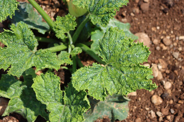 Zucchini plant with deformed leaves in the vegetable garden. Cucurbita pepo with Mosaic virus disease on summer