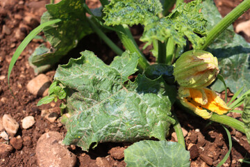 Zucchini plant with deformed leaves in the vegetable garden. Cucurbita pepo with Mosaic virus...
