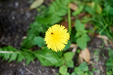 たんぽぽ・黄色・花・咲く・雑草・野花・マクロ・昆虫