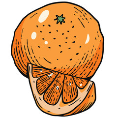 Orange fruit in cartoon style sketch art