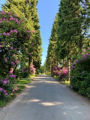 Weg im Park mit blühen Rhododendren 