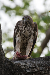 Crested goshawk bird resting on a branch with use of selective focus