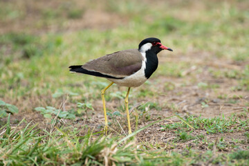 Red wattled lapwing bird resting in the grass with use of selective focus 