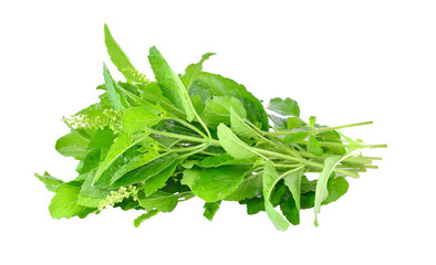 Holy basil on transparent png