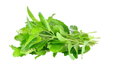 Holy basil on transparent png