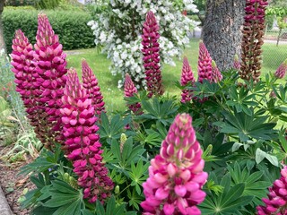 Lupinen blühen pink im Garten 