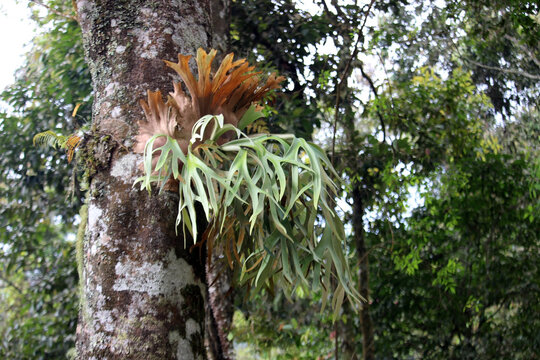 Platycerium on the tree trunk, a genus of about 18 fern species in the polypod family, Polypodiaceae also known as staghorn or elkhorn ferns due to their uniquely shaped fronds