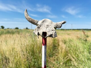 Fototapeta premium Demining in Ukraine. Skull of cow stands on pole that shows a minefield