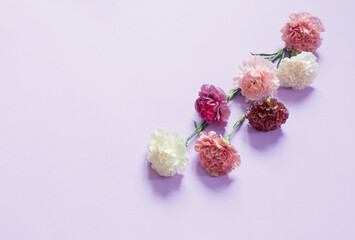 Obraz na płótnie Canvas carnation flowers on purple paper background