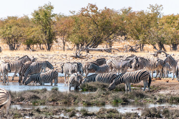 Fototapeta na wymiar A group of Burchell's Plains zebra -Equus quagga burchelli- gathering near a waterhole on the plains of Etosha National Park, Namibia.