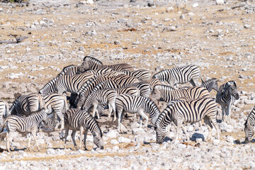Fototapeta na wymiar A group of Burchell's Plains zebra -Equus quagga burchelli- drinking from a waterhole on the plains of Etosha National Park, Namibia.