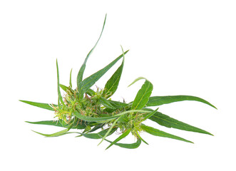 hemp plant with young bud on transparent png
