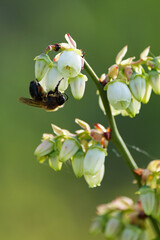 Honey Bee collects nectar from blueberry flowers. Selective focus