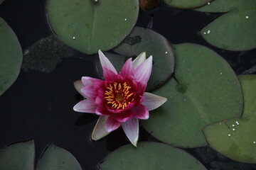 pink water lily
