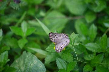 Close-up view of butterfly on green leaves background