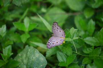 Close-up view of butterfly on green leaves background