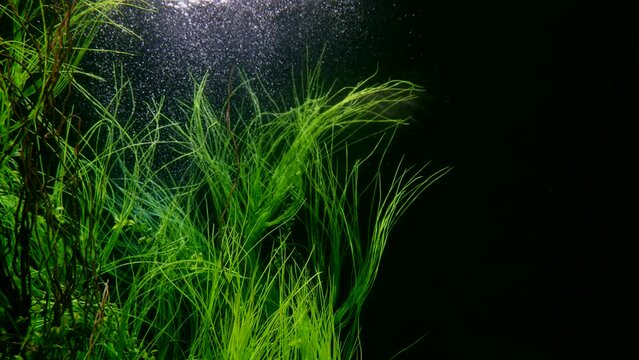 magical seaweeds in depth of sea or lake, underwater slow motion shot, closeup view of grass