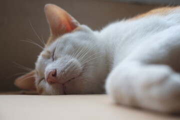 Ginger cat sleeping on wooden table lying on card board. Pet having nap at home