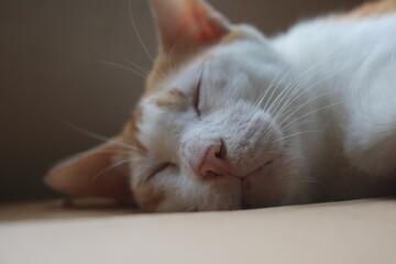 Ginger cat sleeping on wooden table lying on card board. Pet having nap at home