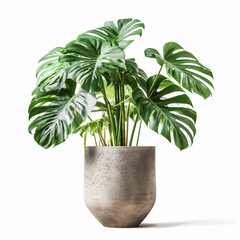 Monstera plant in a pot