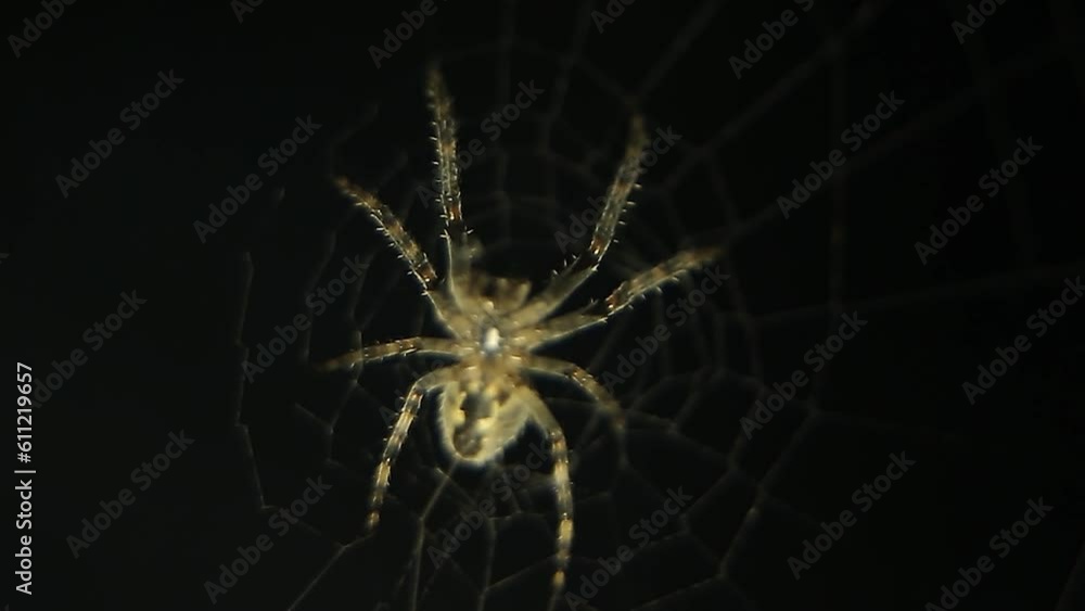 Wall mural spider on a web on a black background. the predator is waiting for its prey.