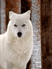 Obraz na płótnie Canvas Arctic Wolf in winter