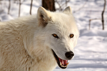 Obraz na płótnie Canvas Arctic Wolf in winter