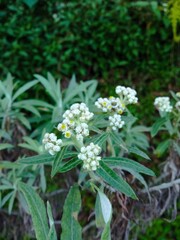 Selective focus of Anaphalis javanica, the Javanese edelweiss, a flowering plant species endemic to Indonesia