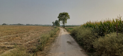 Path through the field