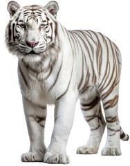 Fototapeta na wymiar Standing bengal white tiger isolated on a transparent background, generative AI animal
