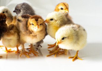 Small brown and yellow chickens get warm with space for text. Adorable little chicks for design decorative theme. Newborn poultry chicken beak on light background. Easter farm concept. Selective focus