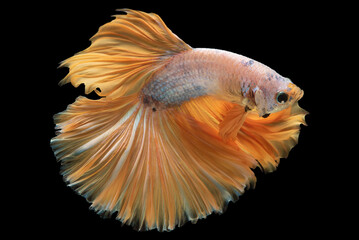 White betta fish with its striking yellow tail creates a beautiful and eye catching contrast of colors, Siamese fighting fish, Betta splendens isolated on black background, Fish on black backdrop.