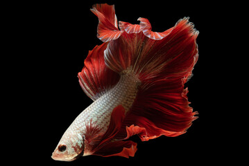 Fototapeta premium Bright red tail adds a pop of color and serves as a focal point enhancing the overall beauty and elegance of the white fish, Multi color bitten fish, Fish on black backdrop.