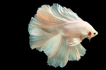 Fototapeta na wymiar White betta fish exudes an air of elegance and purity with its pristine and immaculate white body, Siamese fighting fish, Betta splendens isolated on black background.