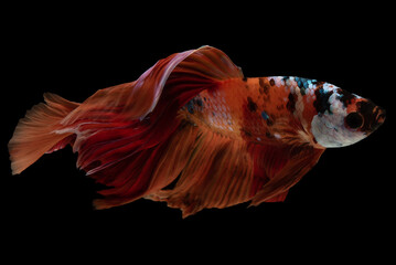 Graceful movements of the orange betta fish coupled with its vibrant color make it a captivating centerpiece in any aquatic environment, Multi color bitten fish, Fish on black backdrop.